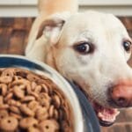 Alimento para perros