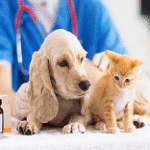 Membresías de salud