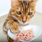 Alimento para gatos