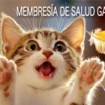 Membresía de Salud Gatito