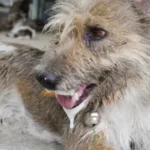 44f5d02a35f2e671f90c377af0e04c28