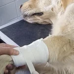 Primeros auxilios en mascotas - URGENCIAS VETERINARIAS 24 HORAS- Clínica Raza