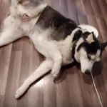 convulsiones_en_perros_causas_tratamiento_y_que_hacer_20909_1200