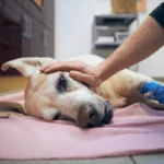 cuando-llevar-a-tu-mascota-al-veterinario