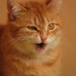 disnea_en_gatos_tratamiento_y_causas_26234_1200