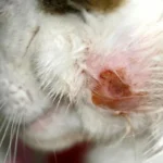 heridas_en_gatos_que_no_cicatrizan_causas_y_que_hacer_26102_1200