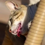 jadeo_en_gatos_causas_y_que_hacer_25802_600_square