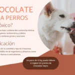 los_perros_pueden_comer_chocolate_6447_1200