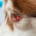mi_perro_tiene_sangre_en_el_ojo_causas_y_tratamiento_23728_600_square