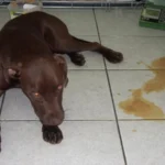 mi_perro_vomita_sangre_20982_5_600