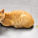 por-que-mi-gato-orina-fuera-del-arenero