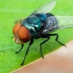 Mosca Adulta